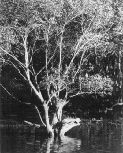 Mangroves