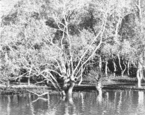 Mangroves