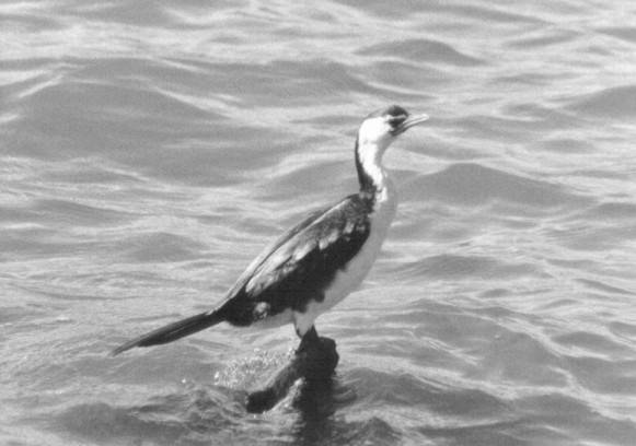 A bird on a stone