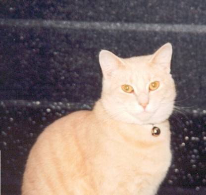 Meeeow