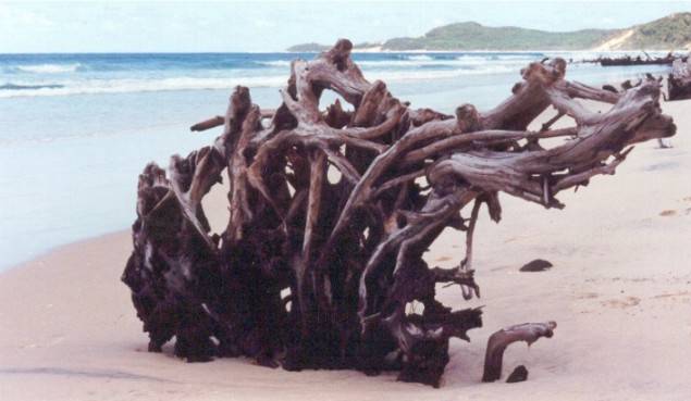 Driftwood