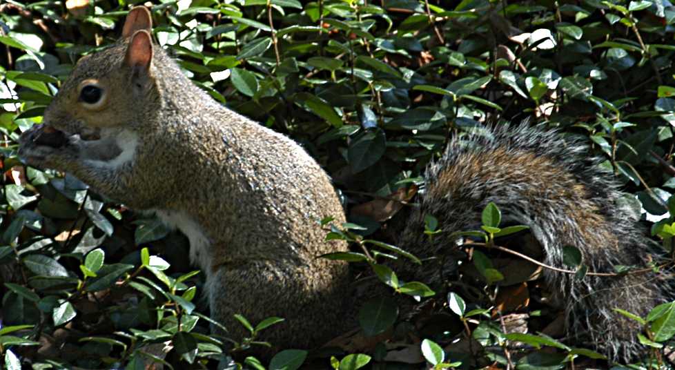 A Squirrel at Seaworld